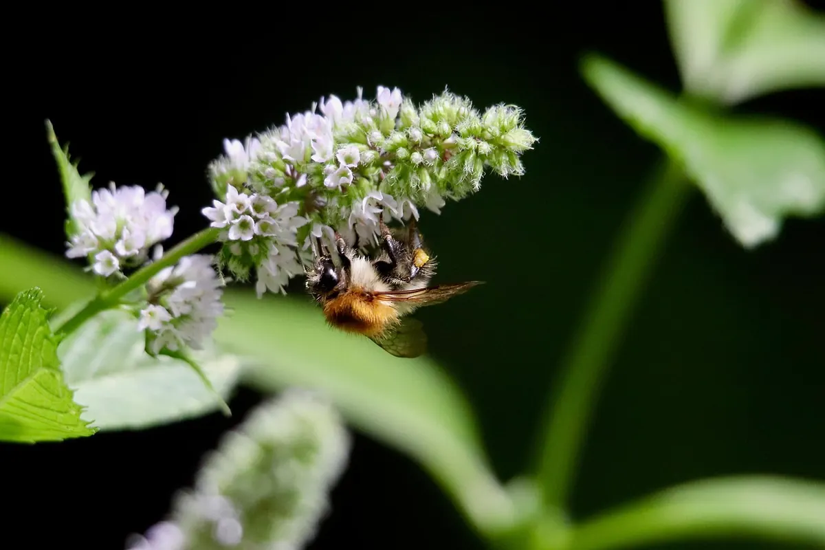 How to Choose the Right After-Dinner Mint: A Beginner's Guide to Strength, Texture and Pairing